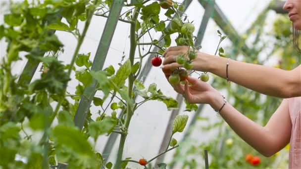 Red tomatoes in greenhouse, Woman cutting off her harvest — Stock Video