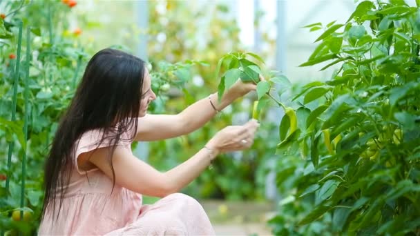 Ung kvinna med korg av grönska och grönsaker i växthuset. Skörd tid — Stockvideo
