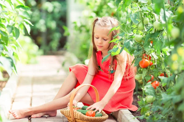 Petite fille mignonne recueille des concombres de culture et des tomates en serre — Photo