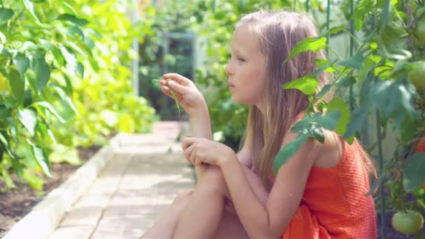 Χαριτωμένο κοριτσάκι συλλέγει αγγούρια καλλιέργεια και ντομάτες στο θερμοκήπιο — Αρχείο Βίντεο