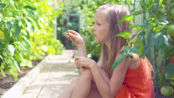 Schattig klein meisje verzamelt gewas komkommers en tomaten in kas — Stockvideo