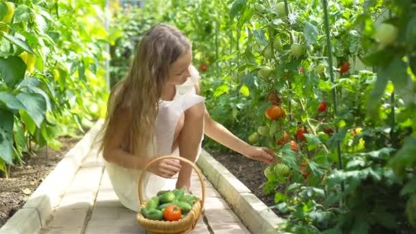 Entzückendes kleines Mädchen erntet Gurken und Tomaten im Gewächshaus. — Stockvideo