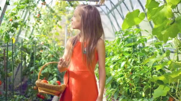 Αξιολάτρευτο κοριτσάκι συγκομιδή αγγούρια και ντομάτες στο θερμοκήπιο. — Αρχείο Βίντεο