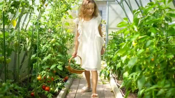 Adorable niña cosechando pepinos y tomates en invernadero . — Vídeo de stock