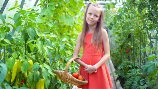 Cute little girl zbiera ogórki upraw i pomidory w szklarni — Wideo stockowe