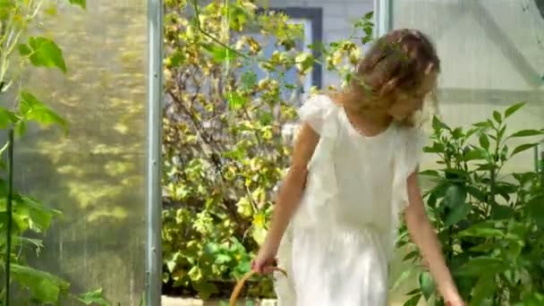 愛らしい女の子収穫キュウリとトマトで温室. — ストック動画
