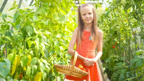 Schattig klein meisje verzamelt gewas komkommers en tomaten in kas — Stockvideo