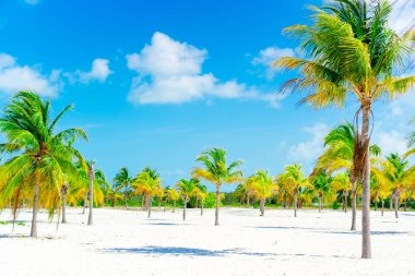 Palmiye ağaçlarının beyaz kum plaj. Playa Sirena. Cayo Largo. Küba.