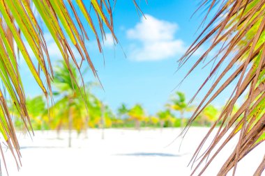 Palmiye ağaçlarının beyaz kum plaj. Playa Sirena. Cayo Largo. Küba.
