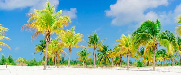 Palmeras en la playa de arena blanca. Playa Sirena. Cayo Largo. Cuba . — Foto de Stock
