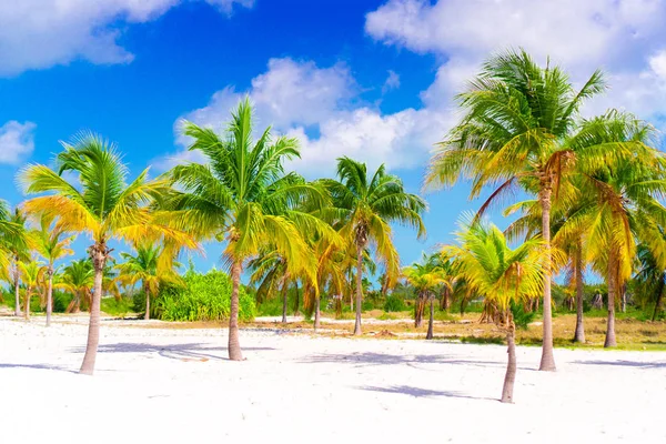 Palmy na pláži s bílým pískem. Playa Sirena. Cayo Largo. Kuba. — Stock fotografie