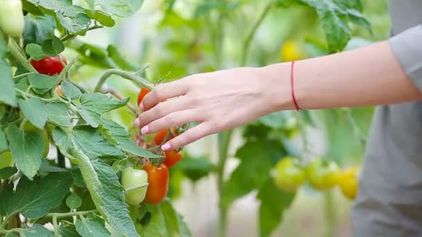 Primeros planos de vegetación y vagetables en el invernadero. Hora de cosechar . — Vídeos de Stock