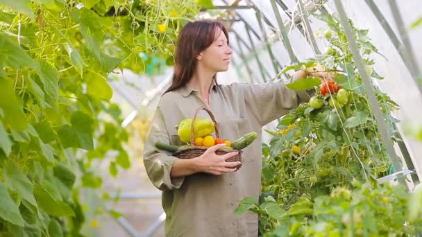 Mujer joven con canasta de verdura y verduras en el invernadero. Hora de cosechar . — Vídeos de Stock