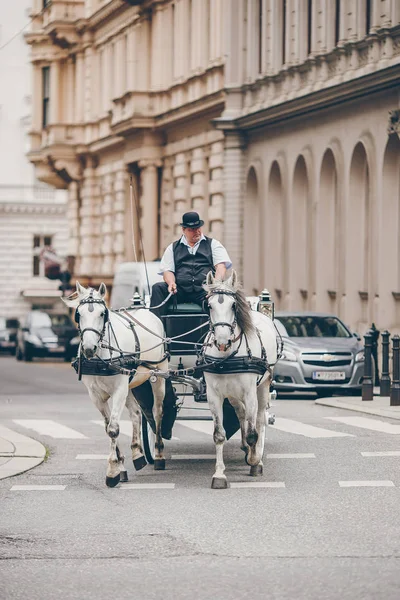 在奥地利维也纳传统马教练 fiaker — 图库照片