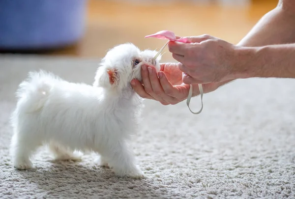 Branco bonito maltês filhote de cachorro, 2 meses de idade olhando para nós — Fotografia de Stock