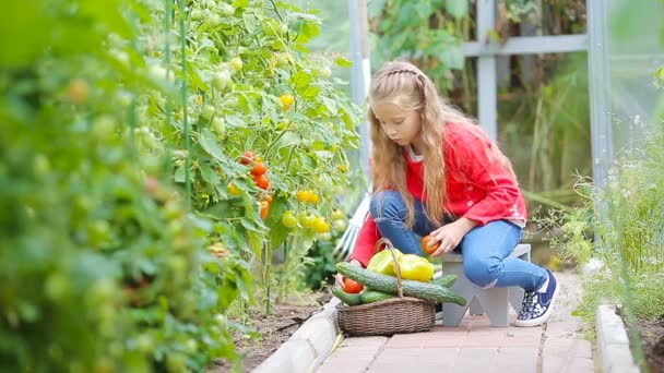 Adorable little girl collecting harvest cucumbers and tomatoes in greenhouse. Portrait of kid with red tomato in hands. — Stock Video