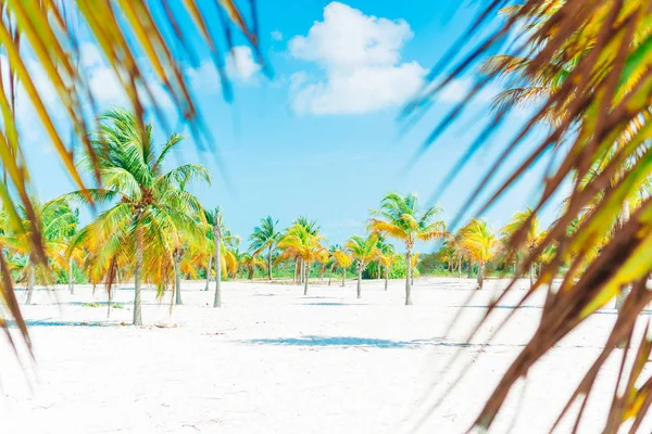 Palmiers sur la plage de sable blanc. Playa Sirena. Cayo Largo. Cuba . — Photo