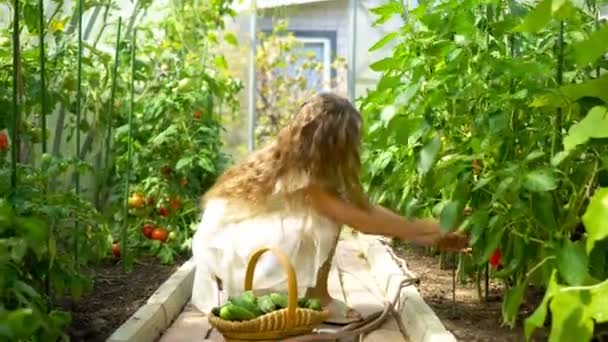 Schattig klein meisje dat komkommers en tomaten oogst in de kas. — Stockvideo
