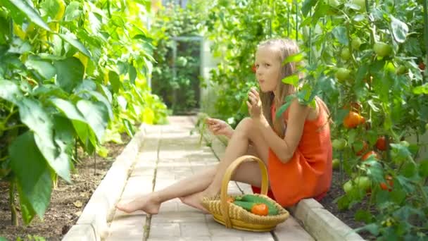 Şirin küçük kız serada salatalık ve domates topluyor. — Stok video