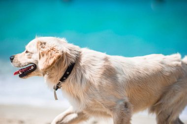 Denizdeki dalgaların güneşli bir gün oynayan güzel altın geri almak