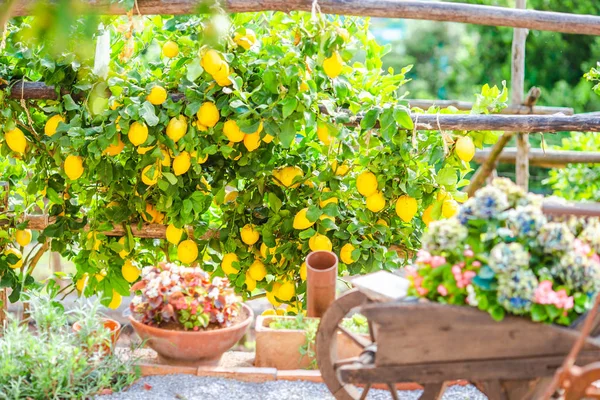 Φρούτα στον κήπο λεμονιού της ακτής του Αμάλφι την καλοκαιρινή μέρα — Φωτογραφία Αρχείου