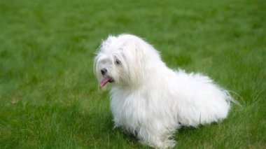 Bahçedeki yeşil çimlerin üzerinde beyaz köpek yavrusu