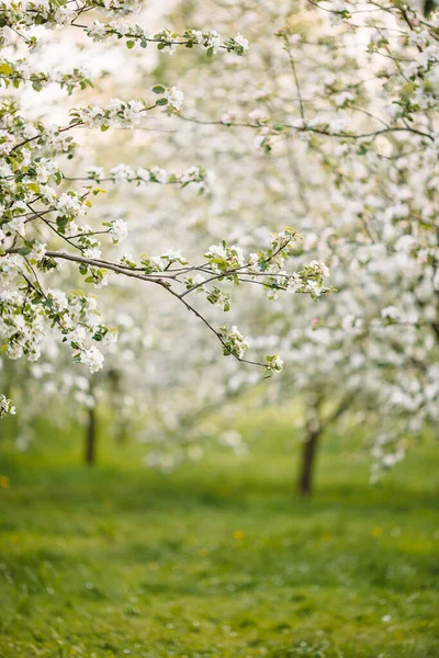 春日开花的苹果树枝条的花朵 — 图库照片