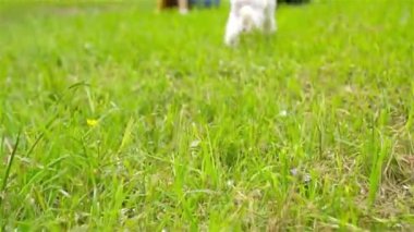 Küçük gülümseyen kızlar parkta oynuyorlar ve yavru köpeklere sarılıyorlar.