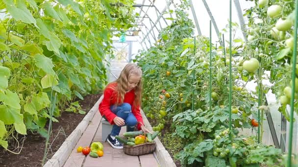 Rozkošná holčička sbírající okurky, papriky a rajčata ve skleníku. — Stock video