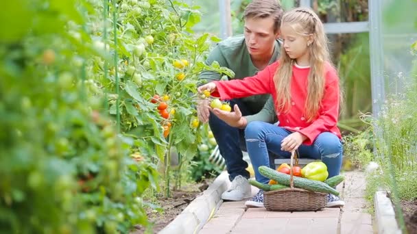 Familjesamling av gurkor, päron och tomater i växthus. — Stockvideo
