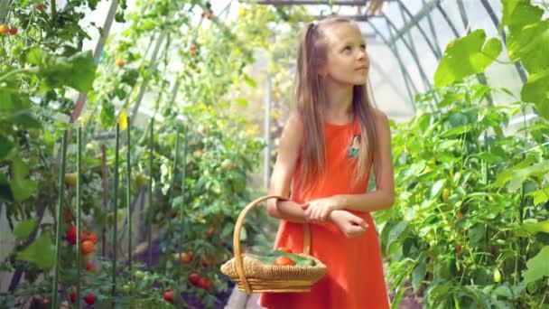 Schattig klein meisje dat komkommers, pepers en tomaten verzamelt in de kas. — Stockvideo