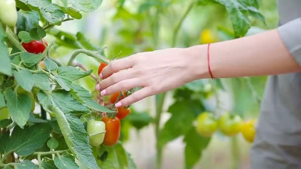 Primo piano verde e vagabondi in serra. Tempo di raccolta . — Video Stock