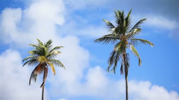 Két nagy pálmafa a kék, napos égen. — Stock videók