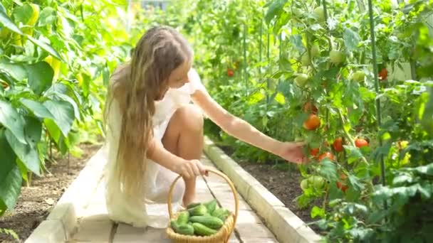 Adorable niña cosechando pepinos y tomates en invernadero . — Vídeos de Stock