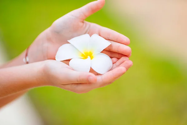 Hermosas flores frangipani en las manos al aire libre — Foto de Stock