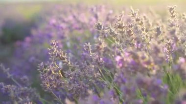 Açık havada menekşe lavanta tarlasında gün batımı