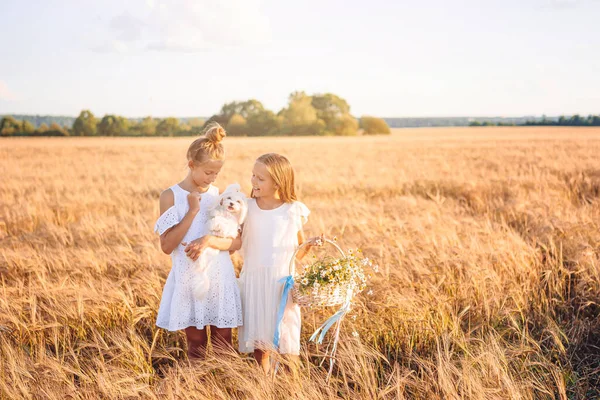 Meninas felizes no campo de trigo. Meninas bonitas em vestidos brancos ao ar livre — Fotografia de Stock