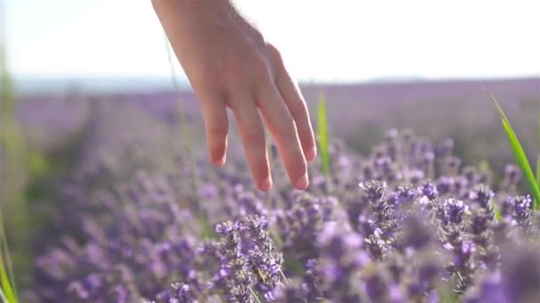 Puesta de sol sobre un campo de lavanda violeta al aire libre — Vídeos de Stock