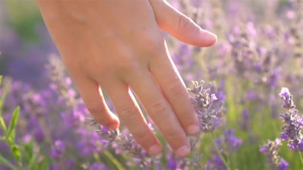 Sonnenuntergang über einem violetten Lavendelfeld im Freien — Stockvideo