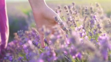 Açık havada menekşe lavanta tarlasında gün batımı