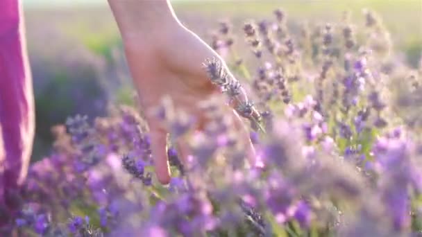 밖에 있는 보라색 라벤더 밭의 일몰 광경 — 비디오