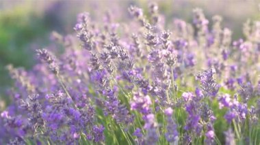 Açık havada menekşe lavanta tarlasında gün batımı