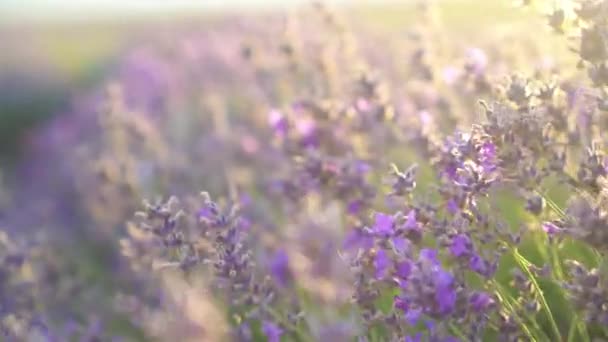 Pôr do sol sobre um campo de lavanda violeta ao ar livre — Vídeo de Stock