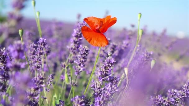 Pôr do sol sobre um campo de lavanda violeta ao ar livre — Vídeo de Stock