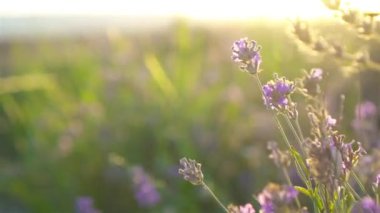 Açık havada menekşe lavanta tarlasında gün batımı