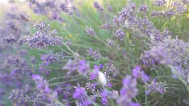 Pôr do sol sobre um campo de lavanda violeta ao ar livre — Vídeo de Stock