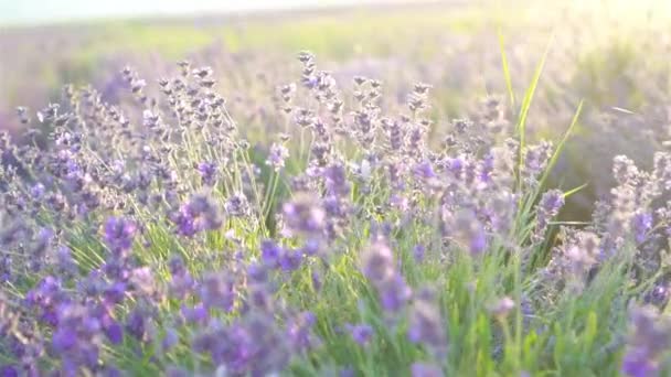 Puesta de sol sobre un campo de lavanda violeta al aire libre — Vídeos de Stock