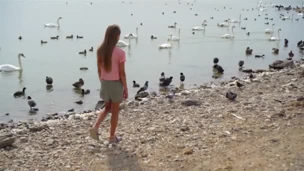 Lille pige sidder på stranden med svaner – Stock-video