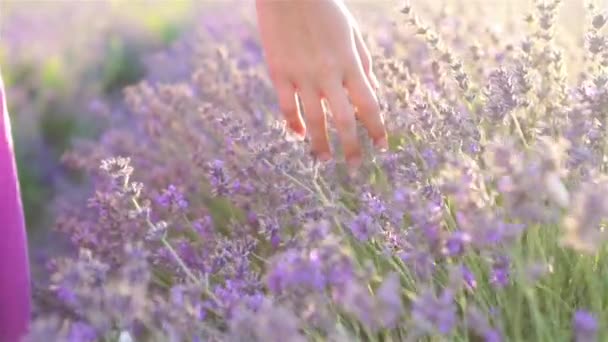 Zonsondergang boven een violet lavendelveld buiten — Stockvideo