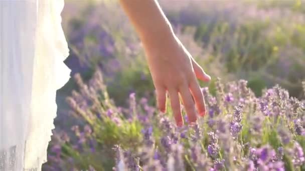 Zonsondergang boven een violet lavendelveld buiten — Stockvideo